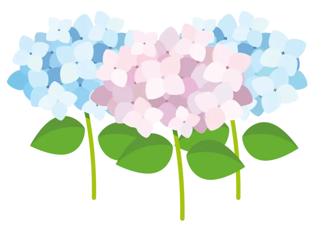 紫陽花 イラスト | 梅雨・６月 | 無料・商用利用可 | RASEAC-005-01-C | 無料素材ペペロ